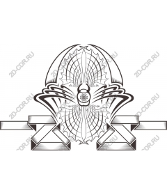  Elegant spider