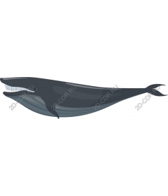 Majestic whale
