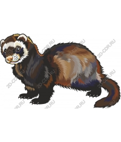  Adorable ferret
