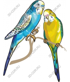  Bright budgie