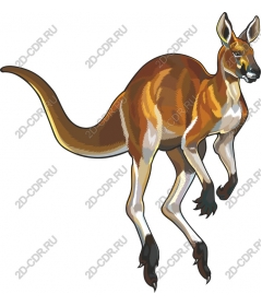  Bright kangaroo