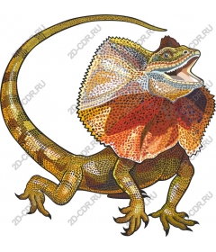  Frill-neck lizard