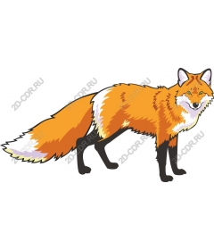  Bright foxes