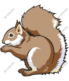  Adorable Squirrel