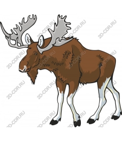 The majestic moose