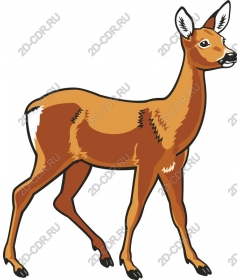 Graceful reindeer