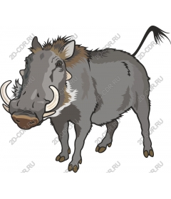 Wild boar