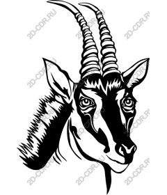The majestic head of a Gazelle