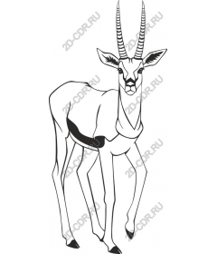  Elegant Antelope