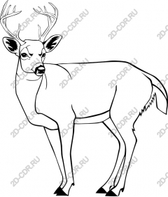  Elegant deer