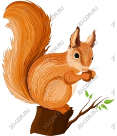  Adorable Squirrel