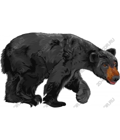  Black bear