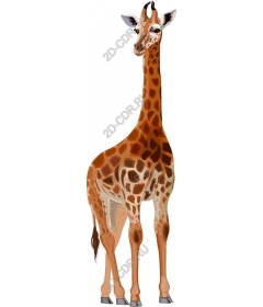  Adorable giraffe