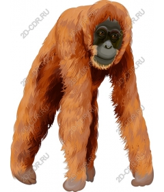  Bright orang