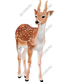  Charming young deer