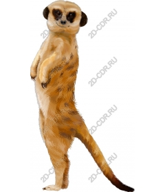  Adorable meerkat