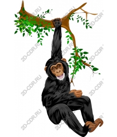 Playful chimpanzee swinging