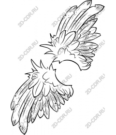  Elegant angel wings