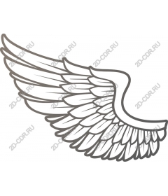  Elegant wing