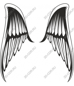  Elegant angel wings