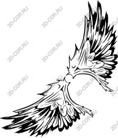 Majestic eagle