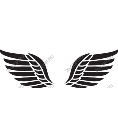  Elegant wing