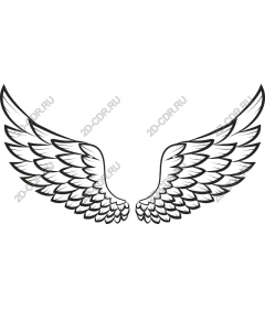  Elegant wing