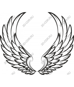  Elegant wing