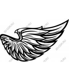 The majestic eagle wing