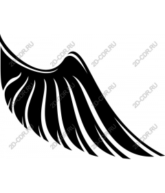  Elegant black wing