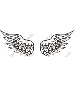  Elegant wing
