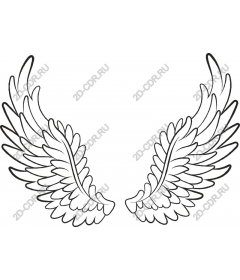  Elegant wing