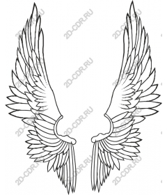  Elegant wing