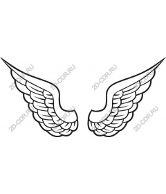  Elegant wing