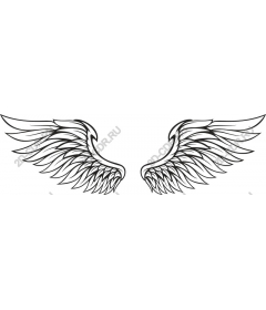  Elegant angel wings