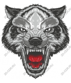 Head ferocious wolf
