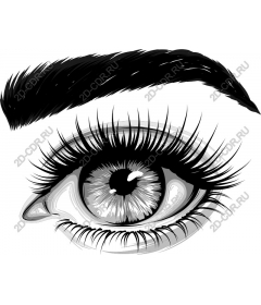  An elegant eye