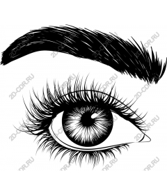  An elegant eye
