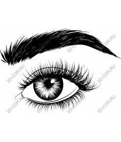  An elegant eye
