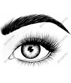  An elegant eye