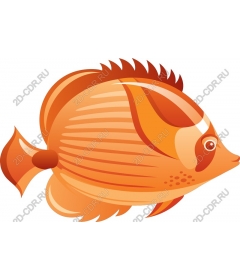  Bright orange fish
