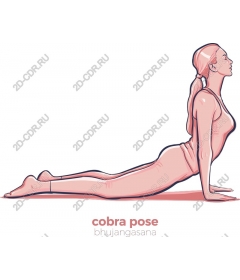  Cobra Pose — Bhujangasana