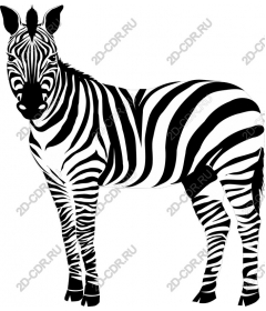 Striking Zebra