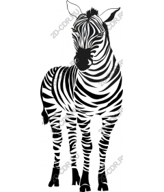  Stylish Zebra