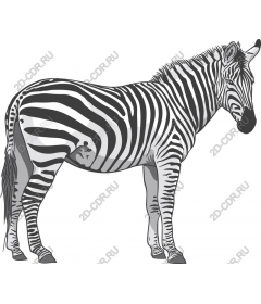 Zebra