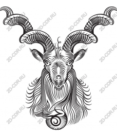 The majestic head of the goat