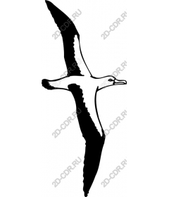  Soaring Albatross