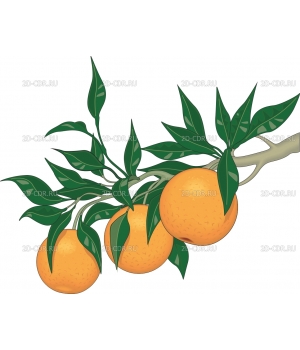 Апельсин (12)