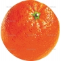 Векторный клипарт «Апельсин (4)»