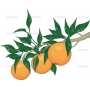 Векторный клипарт «Апельсин (7)»